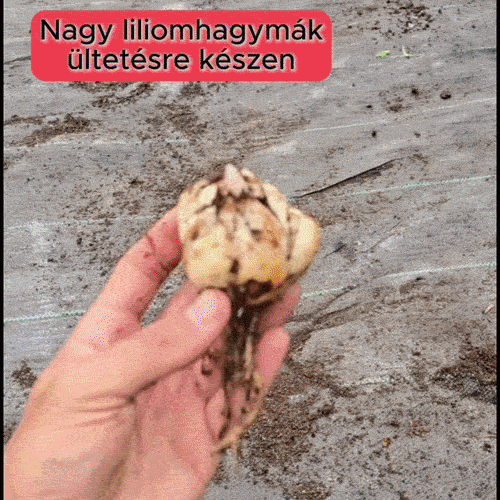 HostaMax Női Vitalitás Formula