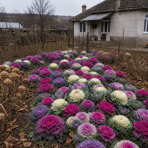 Varză Ornamentală Mix Spectacol de Culori